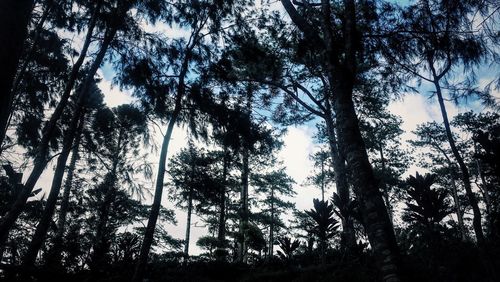Low angle view of trees against sky