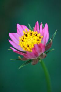 Close-up of pink flower