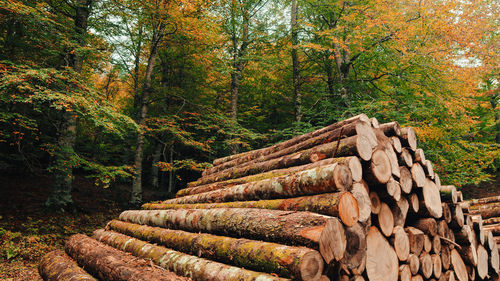 Wooden logs stacked in the woods