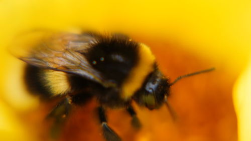 Extreme close up of insect