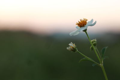 Close-up of flowering plant