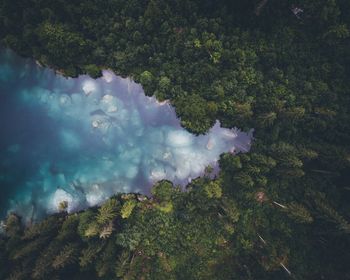 High angle view of trees in forest