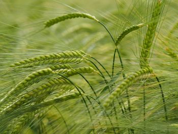 Close-up of crops growing on field