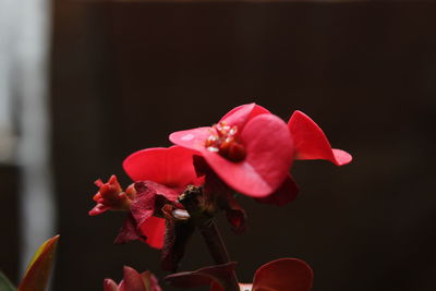 Close-up of red flowers blooming outdoors