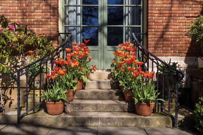 Potted plant by staircase against building