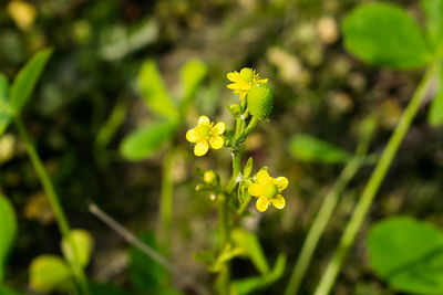 Close-up of yellow flowering plant on field