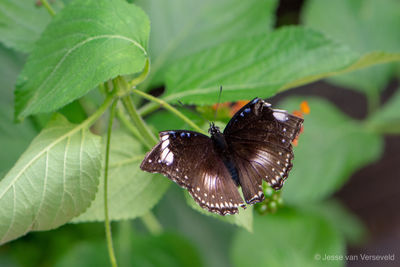 Close-up of butterfly pollinating on leaves