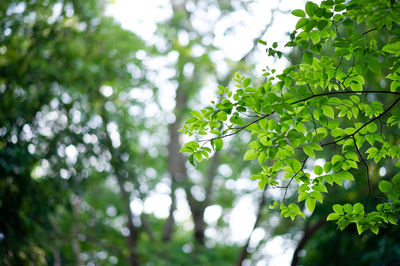 Low angle view of leaves on tree in forest