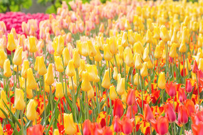 Yellow, red and pink tulips in a park background. selective focus. spring flowers in park