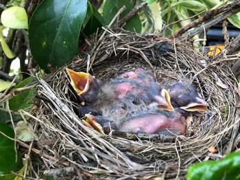 Close-up of birds in nest
