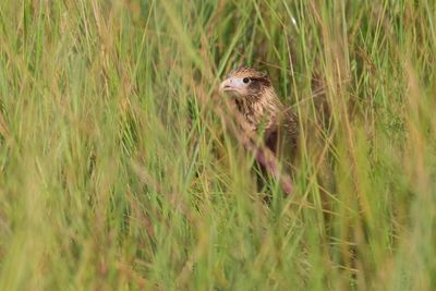 Bird on field