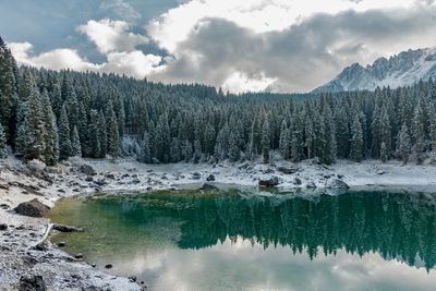 Scenic view of snow covered trees 