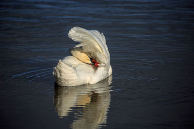 Close-up of swan swimming on lake