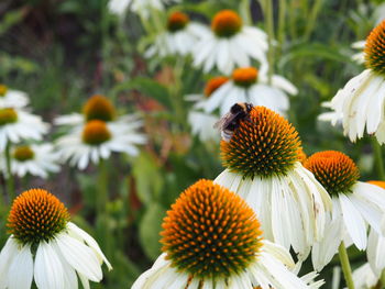 Close-up of bee on flowering plant