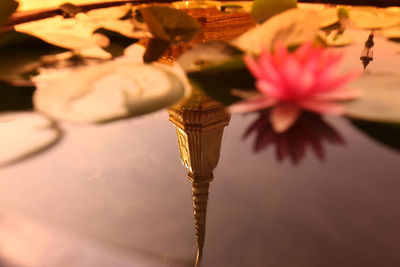 Close-up of flowers floating on water