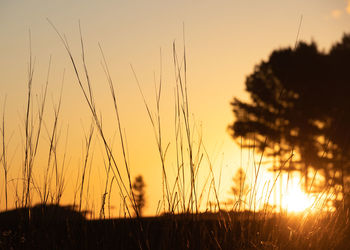 Close-up of silhouette plants on field against sunset sky