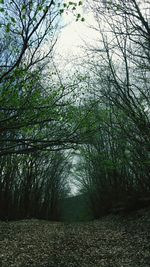 Trees growing against sky