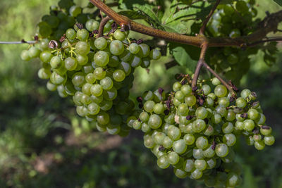 Close-up of grapes growing on tree