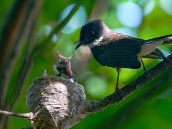 Close-up of birds perching on branch