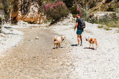 Young man hiking by river with dogs