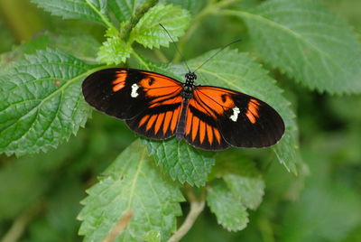 Butterfly on leaf