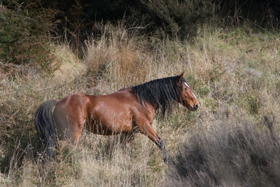 Side view of a horse on field