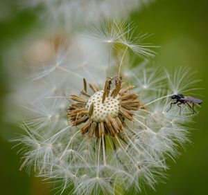 Close-up of dandelion on plant