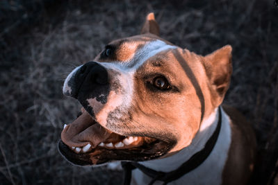 Close-up portrait of dog