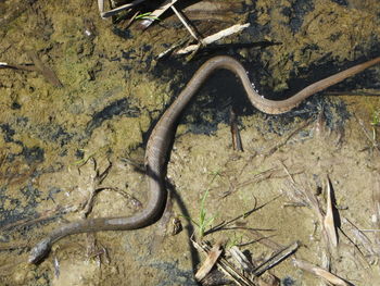 High angle view of lizard on ground