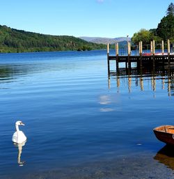 View of bird in lake against blue sky