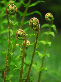 fiddlehead fern