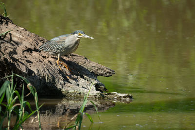 Striated heron stands on log by river