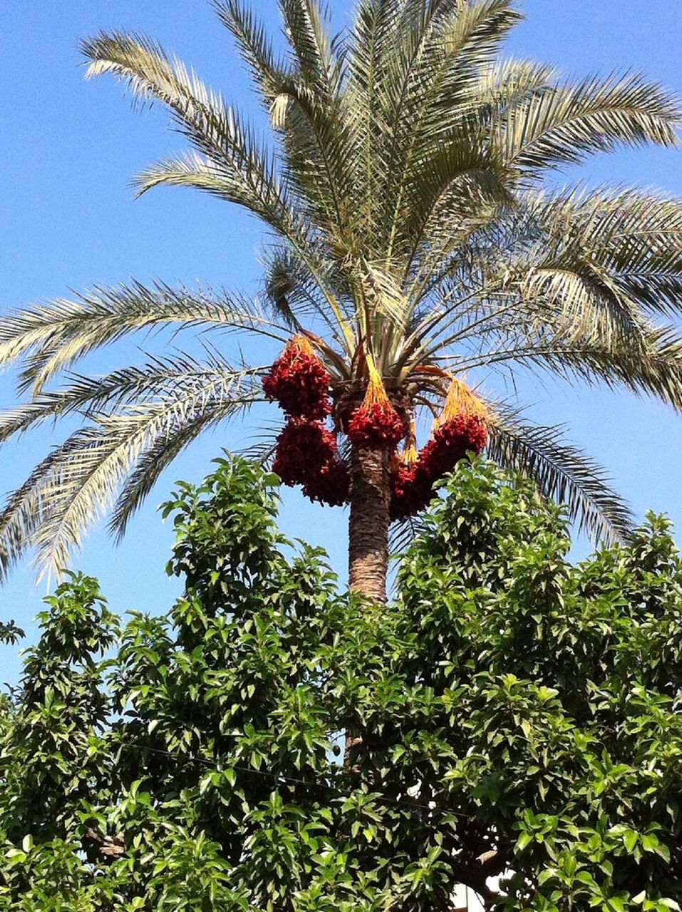 tree, low angle view, growth, palm tree, blue, clear sky, sky, green color, nature, sunlight, leaf, beauty in nature, plant, branch, day, tranquility, tree trunk, outdoors, no people, coconut palm tree