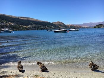 High angle view of mallard ducks by sea against sky