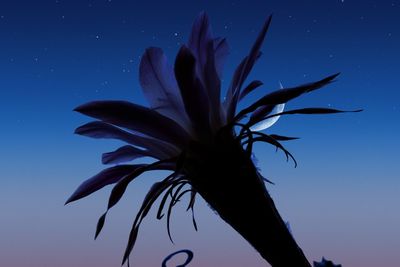 Low angle view of flowering plant against blue sky