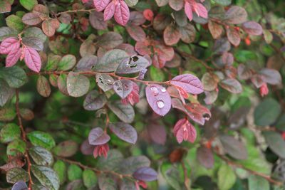 Close-up of pink flowers on plant