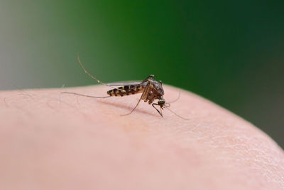 Close-up of insect on hand