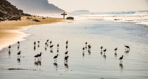 Birds swimming in lake