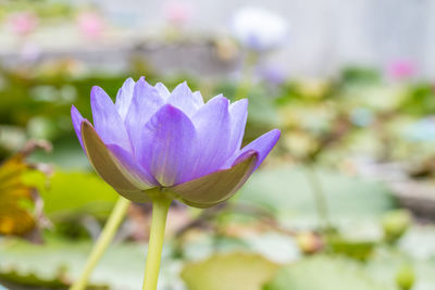 Close-up of purple water lily