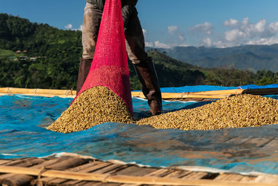 Drying process raw coffee bean on the floor local family industry in thailand