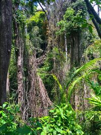 View of trees in the forest