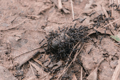 High angle view of ant on field