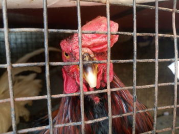 Close-up of rooster in cage