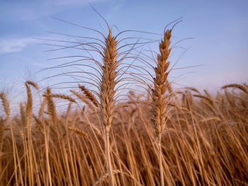 Close-up of wheat growing on field against sky
