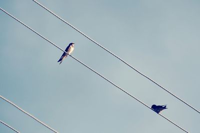 Low angle view of birds perching on cable against sky