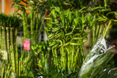 Close-up of fresh green plants