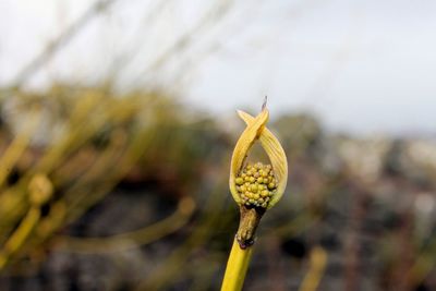 Close-up of flower buds growing at field
