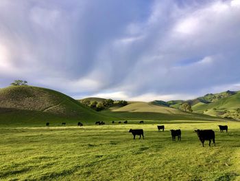 Horses grazing in a field