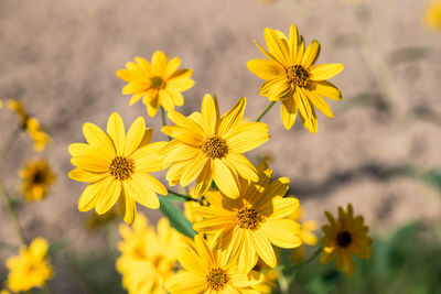 Close-up of white daisy flowers