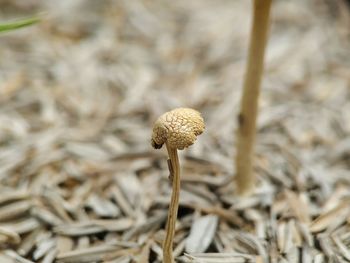 Close-up of dried mushroom growing on field